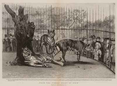 Du point de vue du tigre - Percy Macquoid